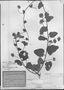 Jacquemontia multiflora image