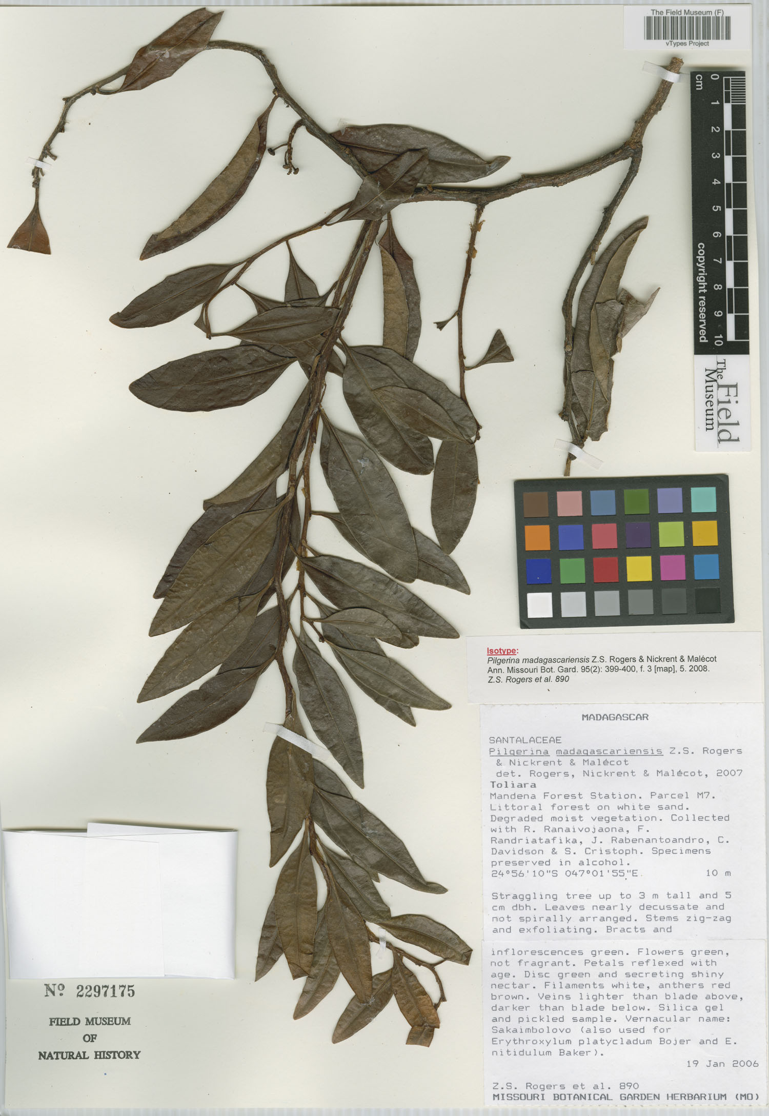 Cervantesiaceae image