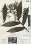 Epidendrum jasminosmum image