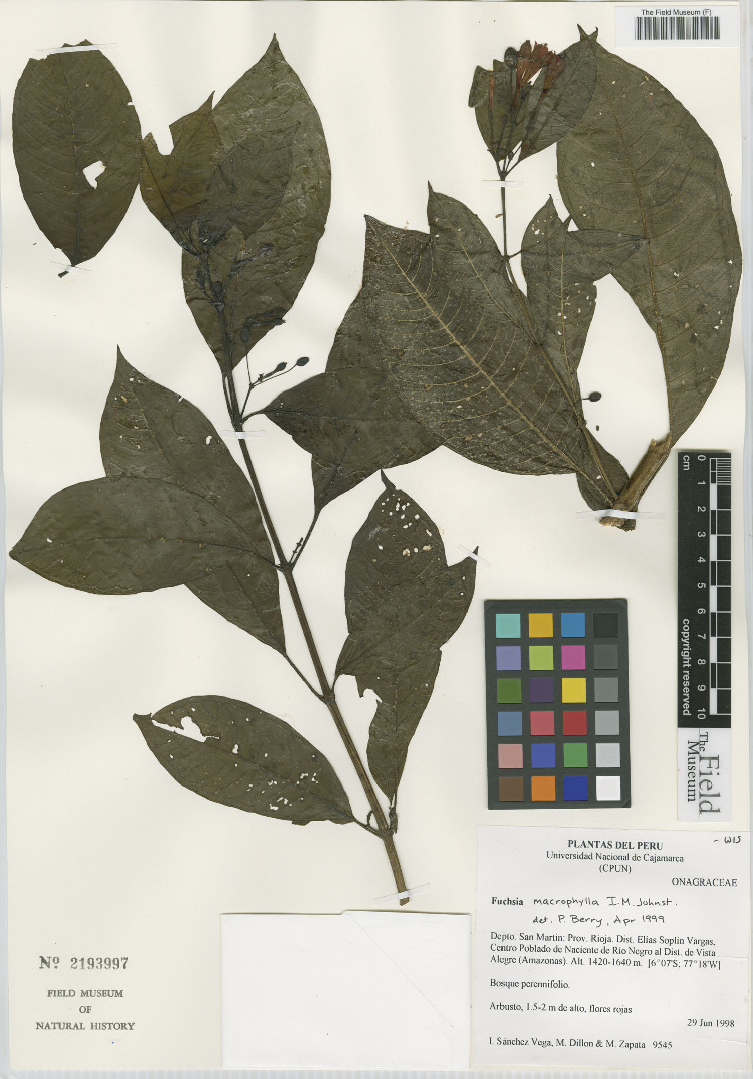 Fuchsia macrophylla image