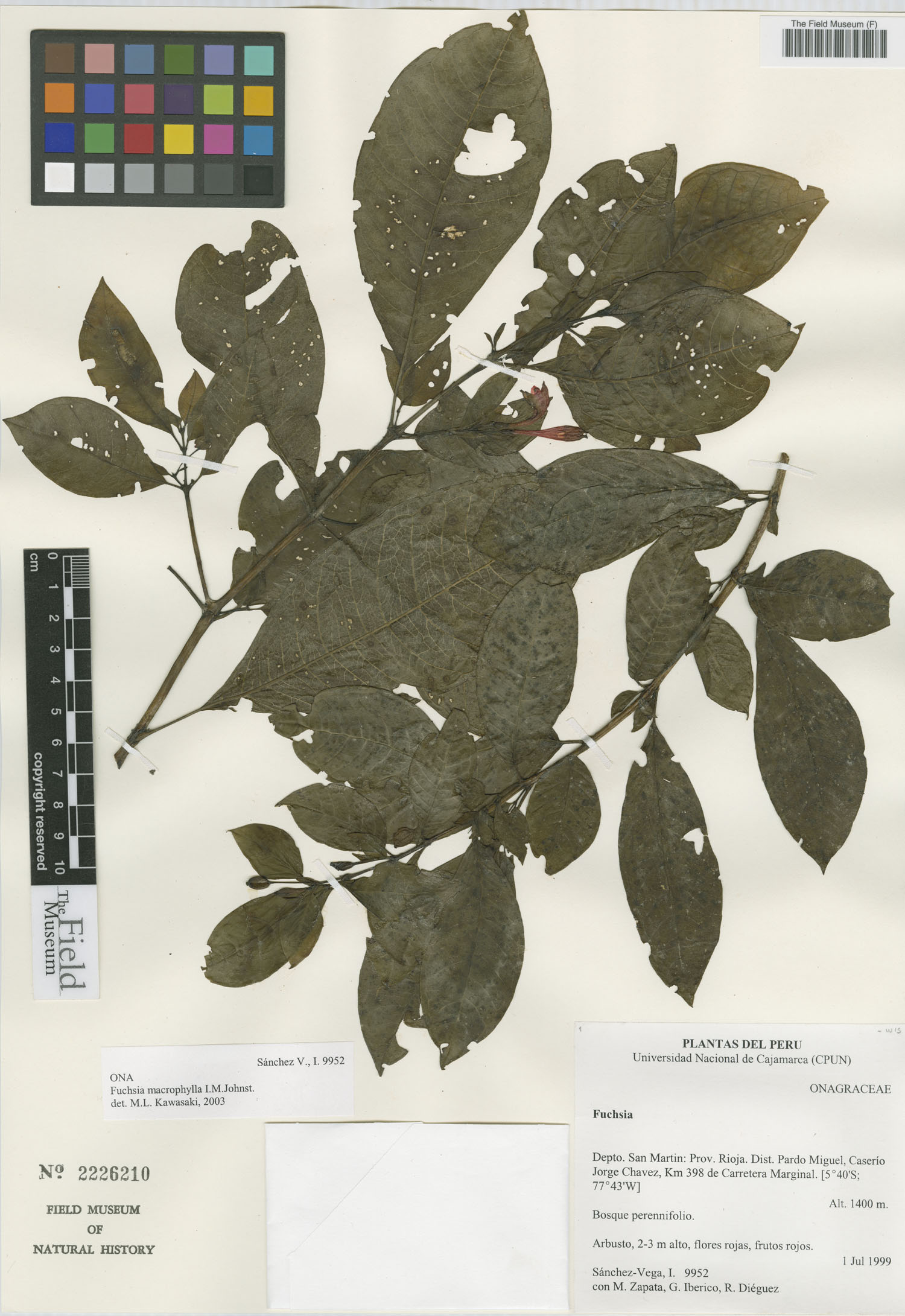 Fuchsia macrophylla image