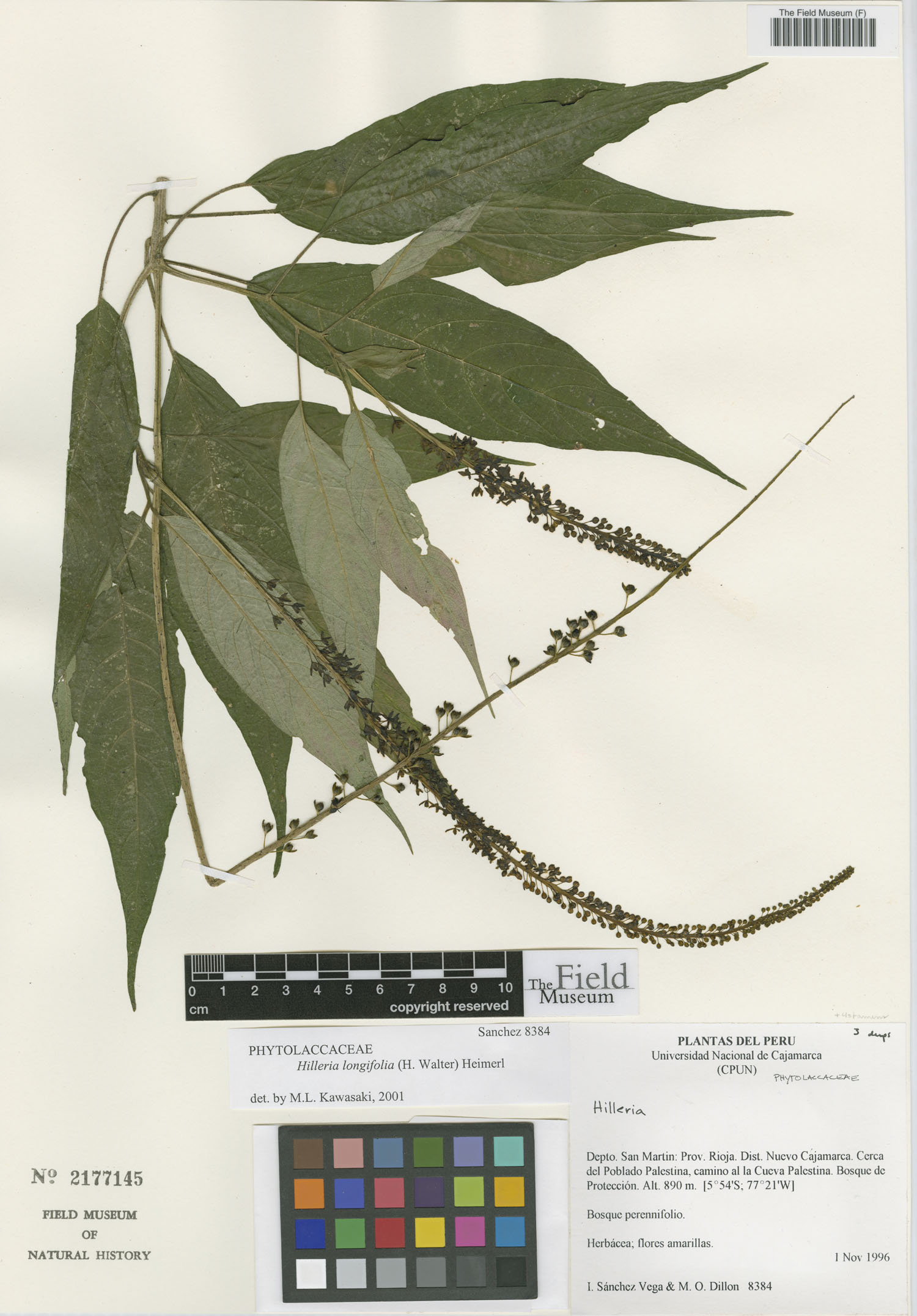 Hilleria longifolia image