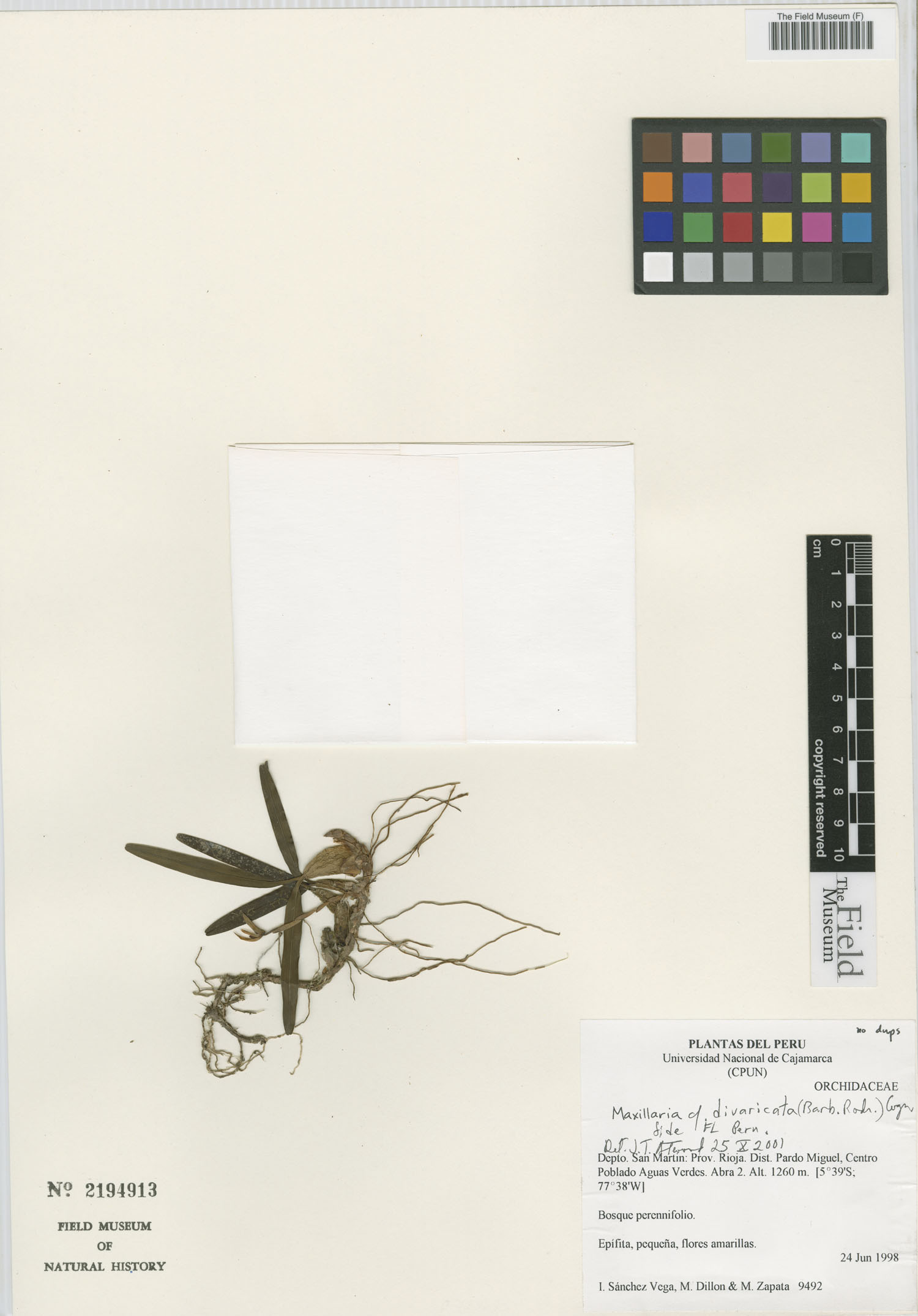Maxillaria divaricata image