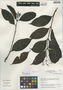 Miconia pyrifolia image