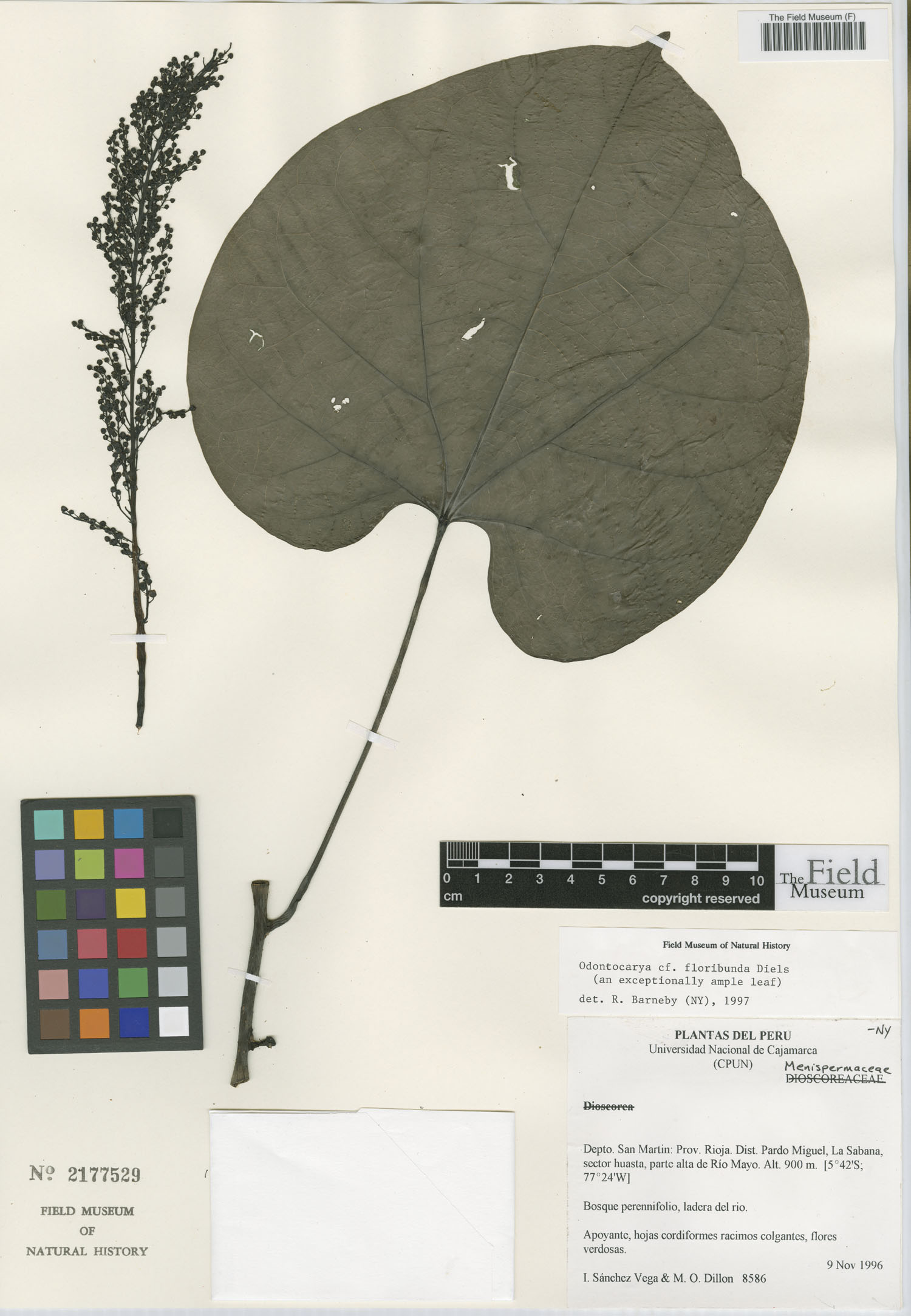 Odontocarya floribunda image