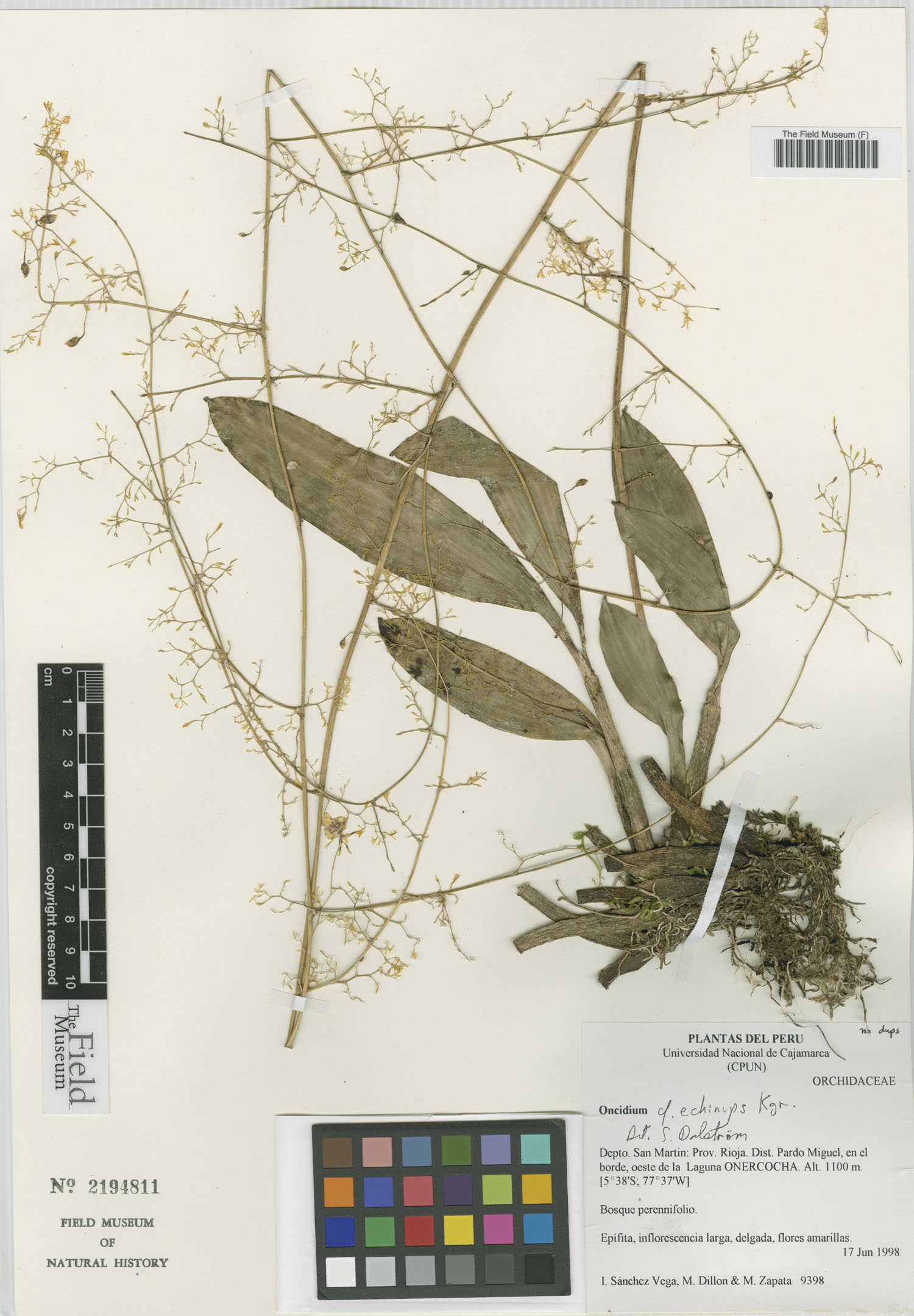 Oncidium echinops image