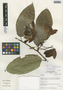 Passiflora riparia image