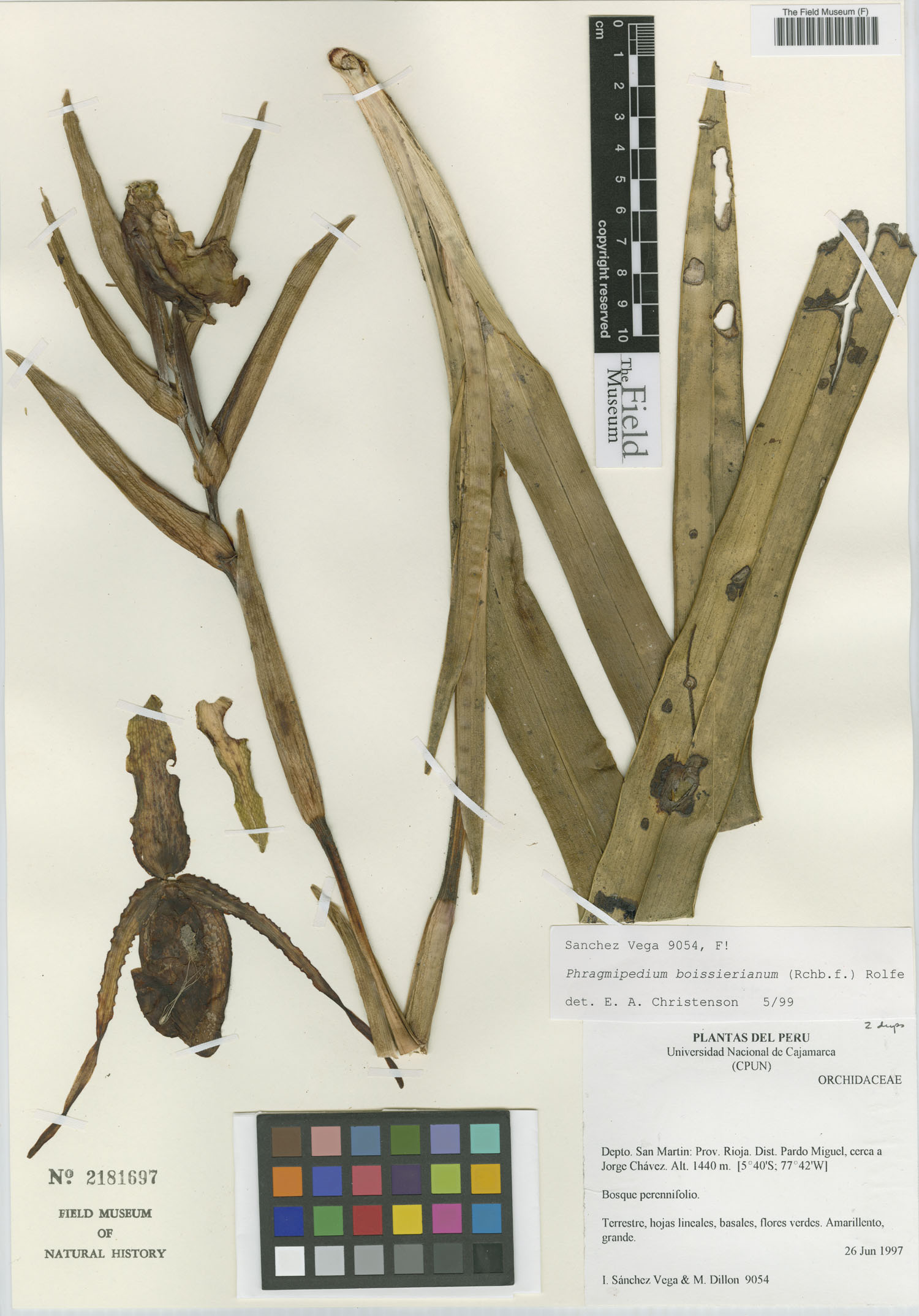 Phragmipedium boissierianum image