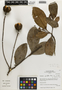 Esenbeckia grandiflora image