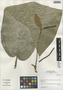Piper bellidifolium image