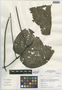 Piper coruscans var. membranaceum image