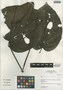 Piper coruscans var. membranaceum image
