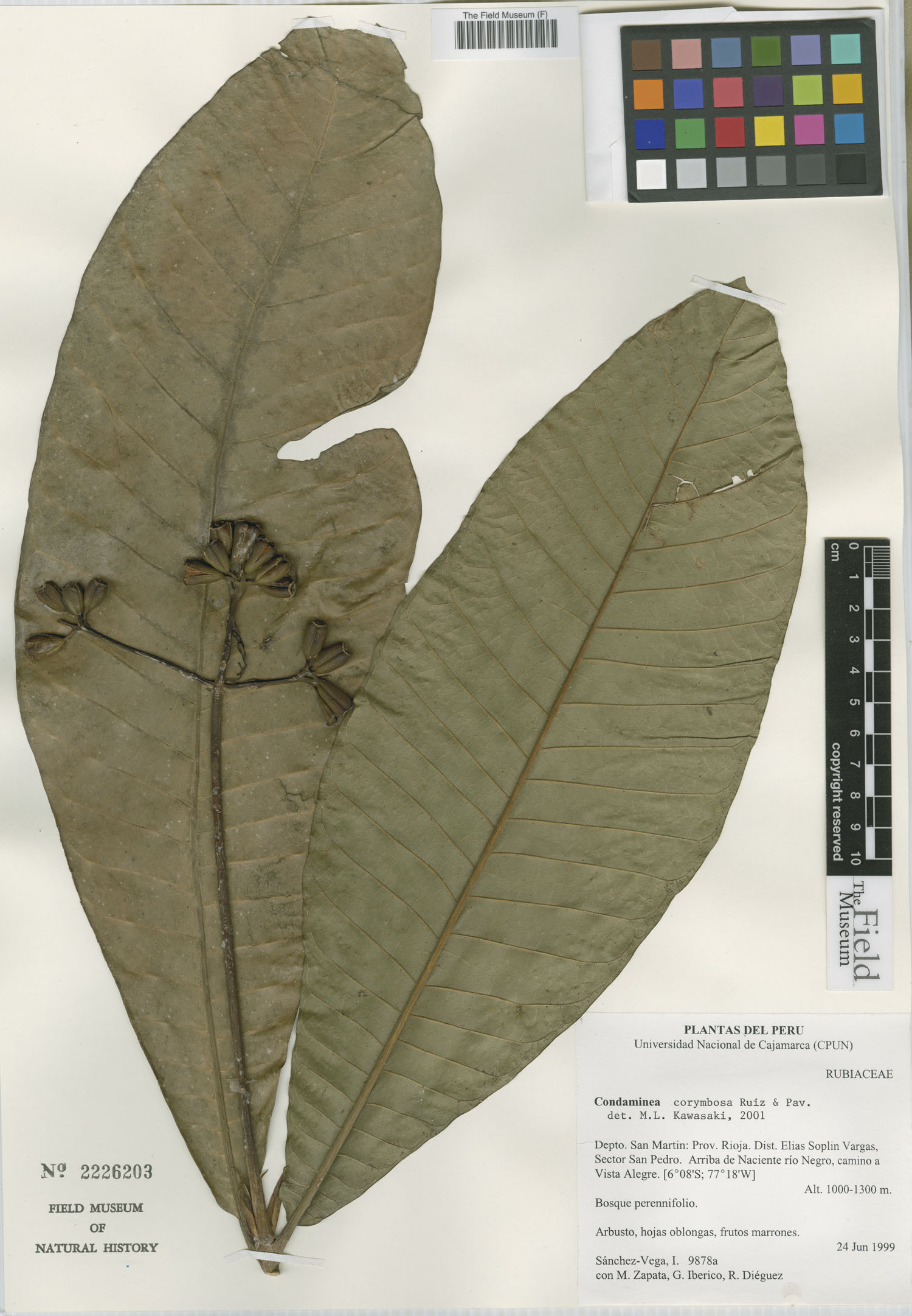 Condaminea image