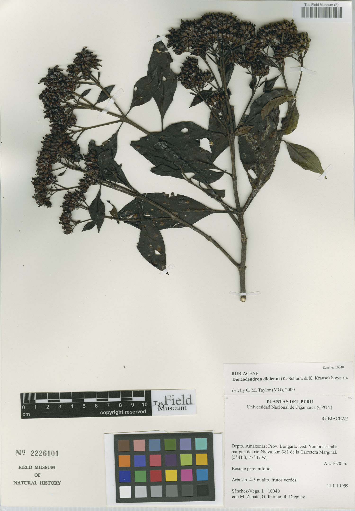 Dioicodendron image