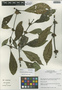 Psychotria aubletiana image