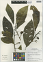 Solanum altissimum image