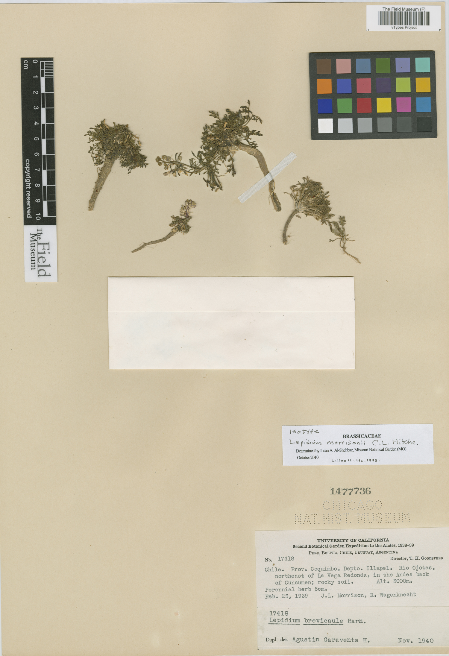 Lepidium morrisonii image