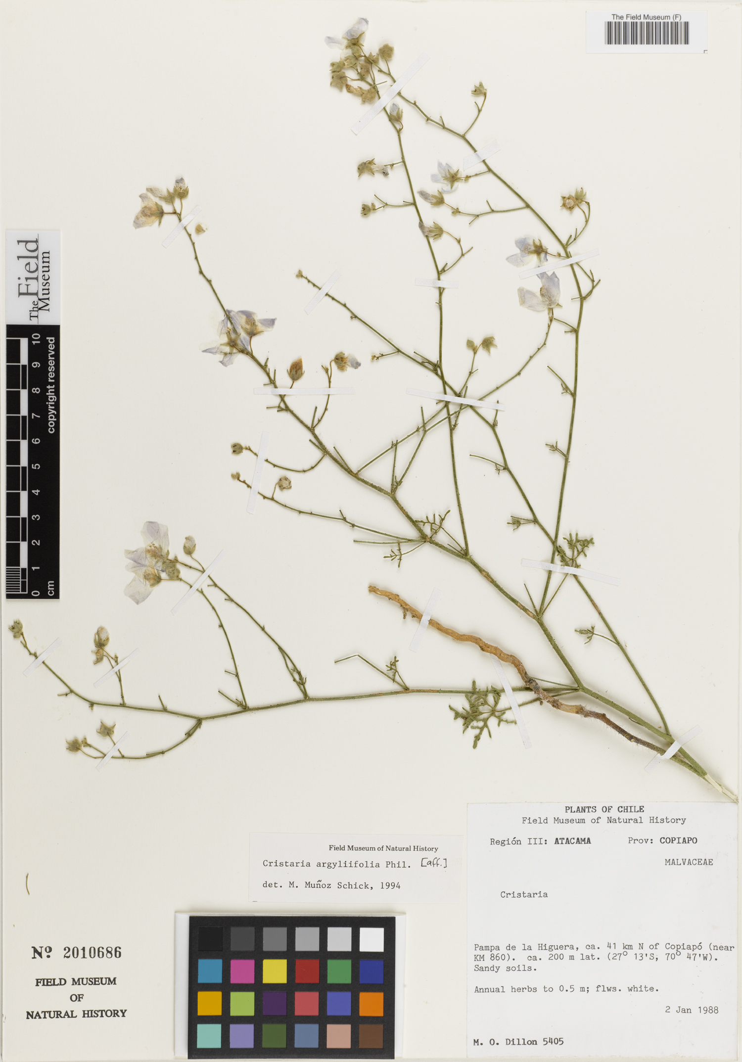 Cristaria argyliifolia image