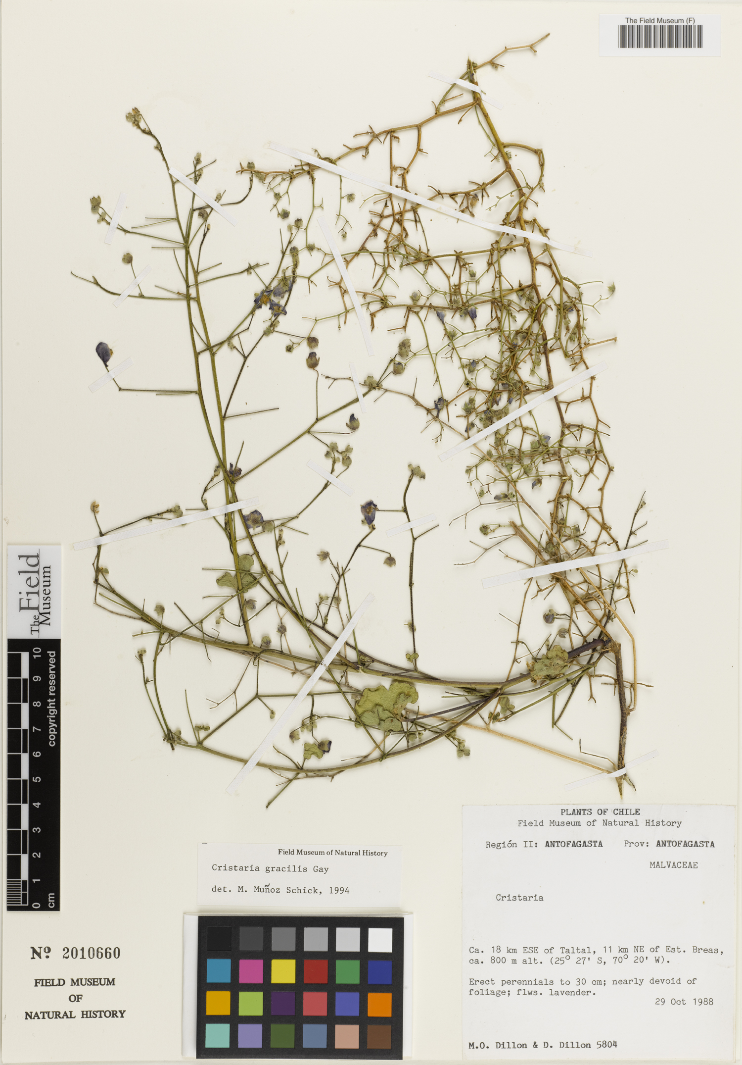 Cristaria gracilis image