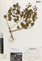 Palaua rhombifolia image