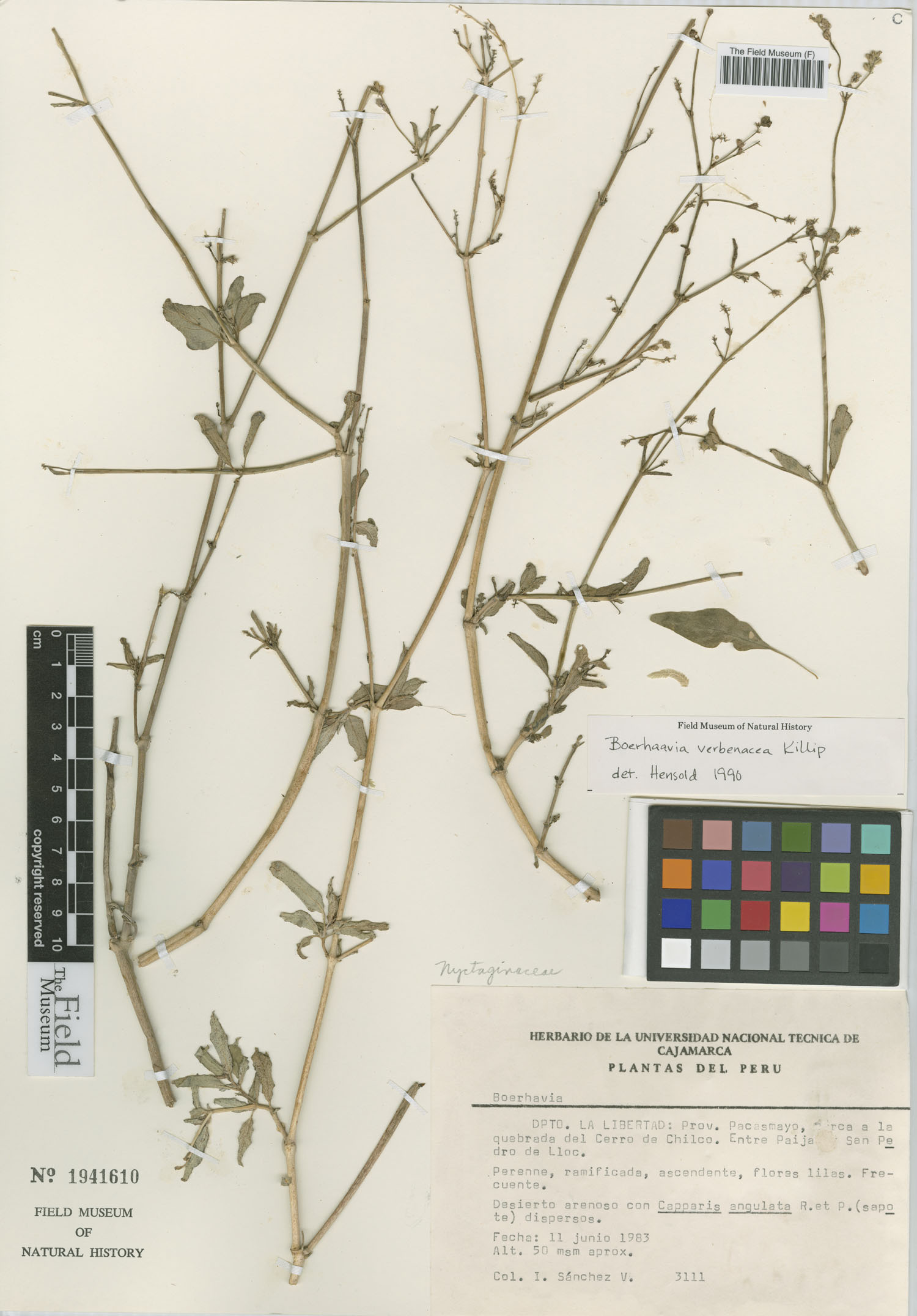 Boerhavia verbenacea image