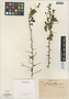 Bougainvillea pachyphylla image
