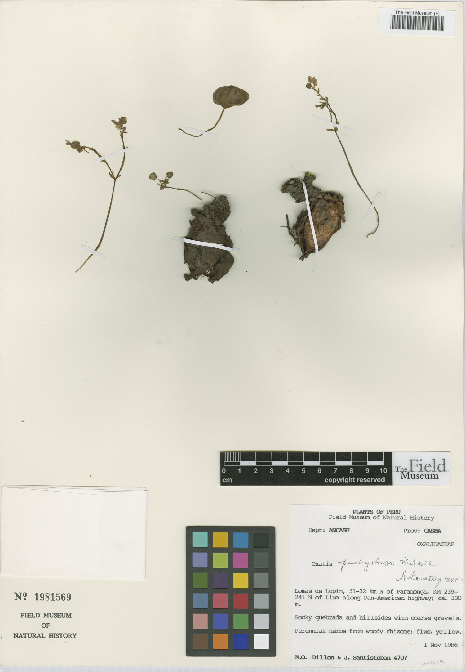 Oxalis pachyrhiza image