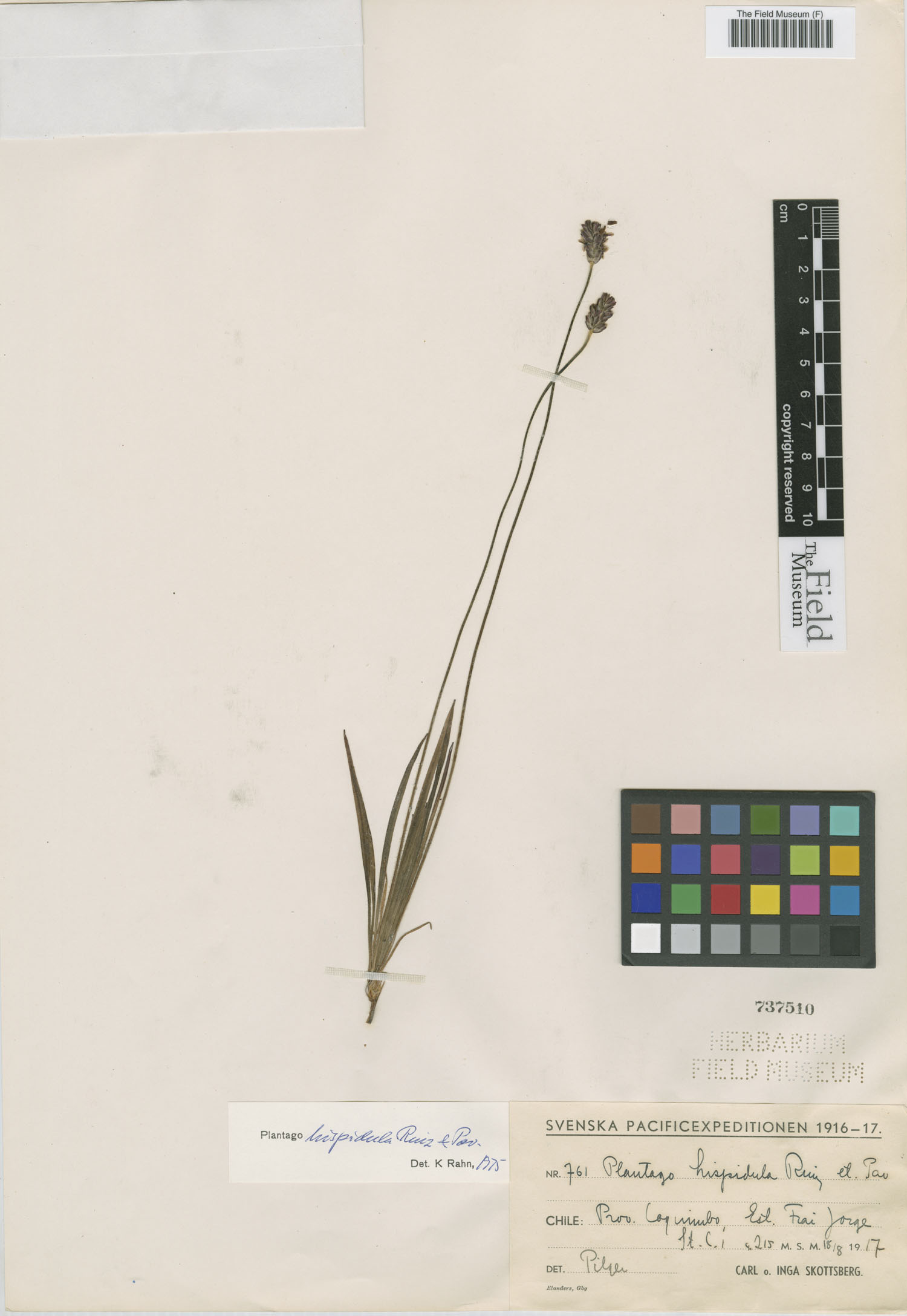 Plantago hispidula image