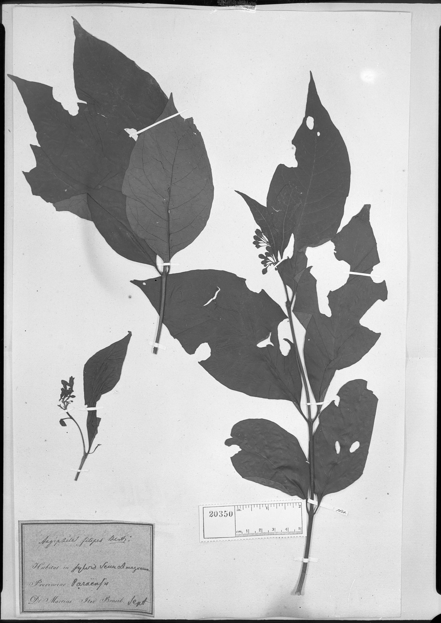 Aegiphila filipes image