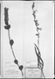 Amasonia angustifolia image