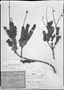 Eriope crassifolia image