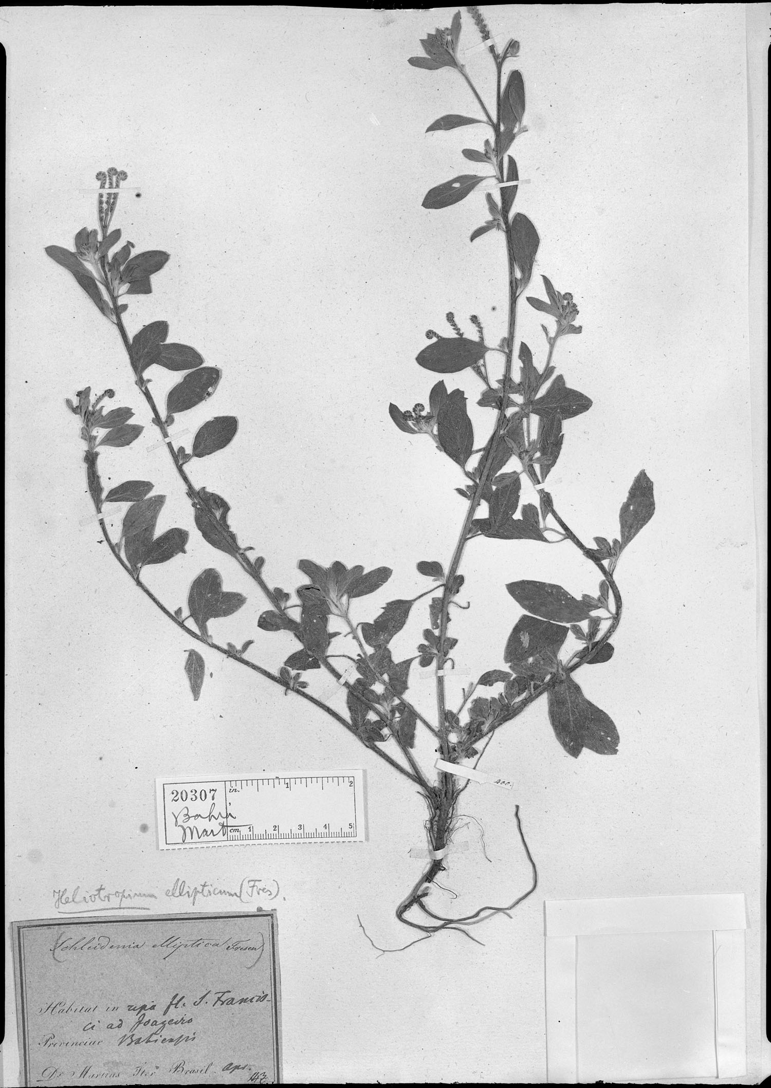 Heliotropium ellipticum image