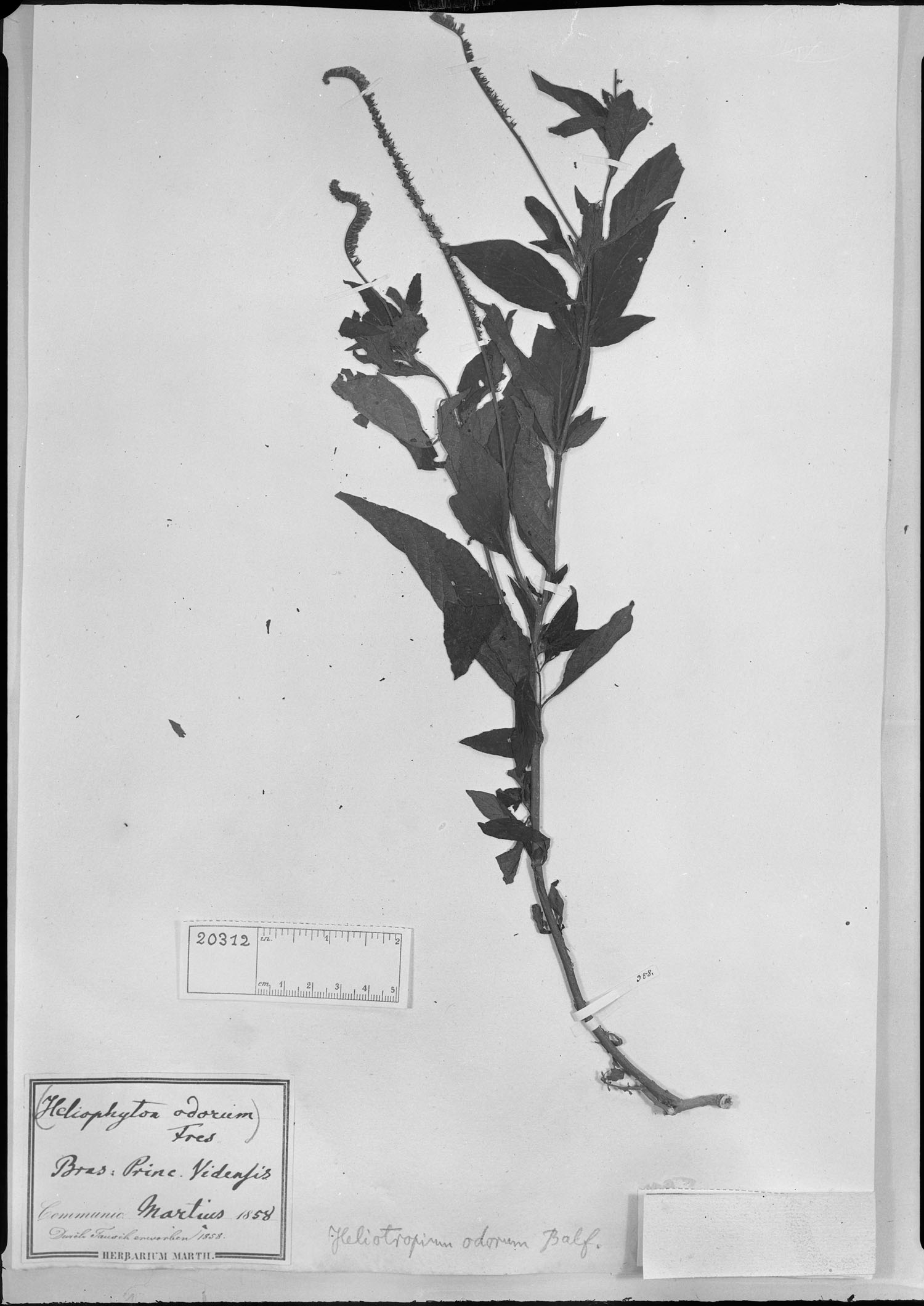 Heliotropium odorum image