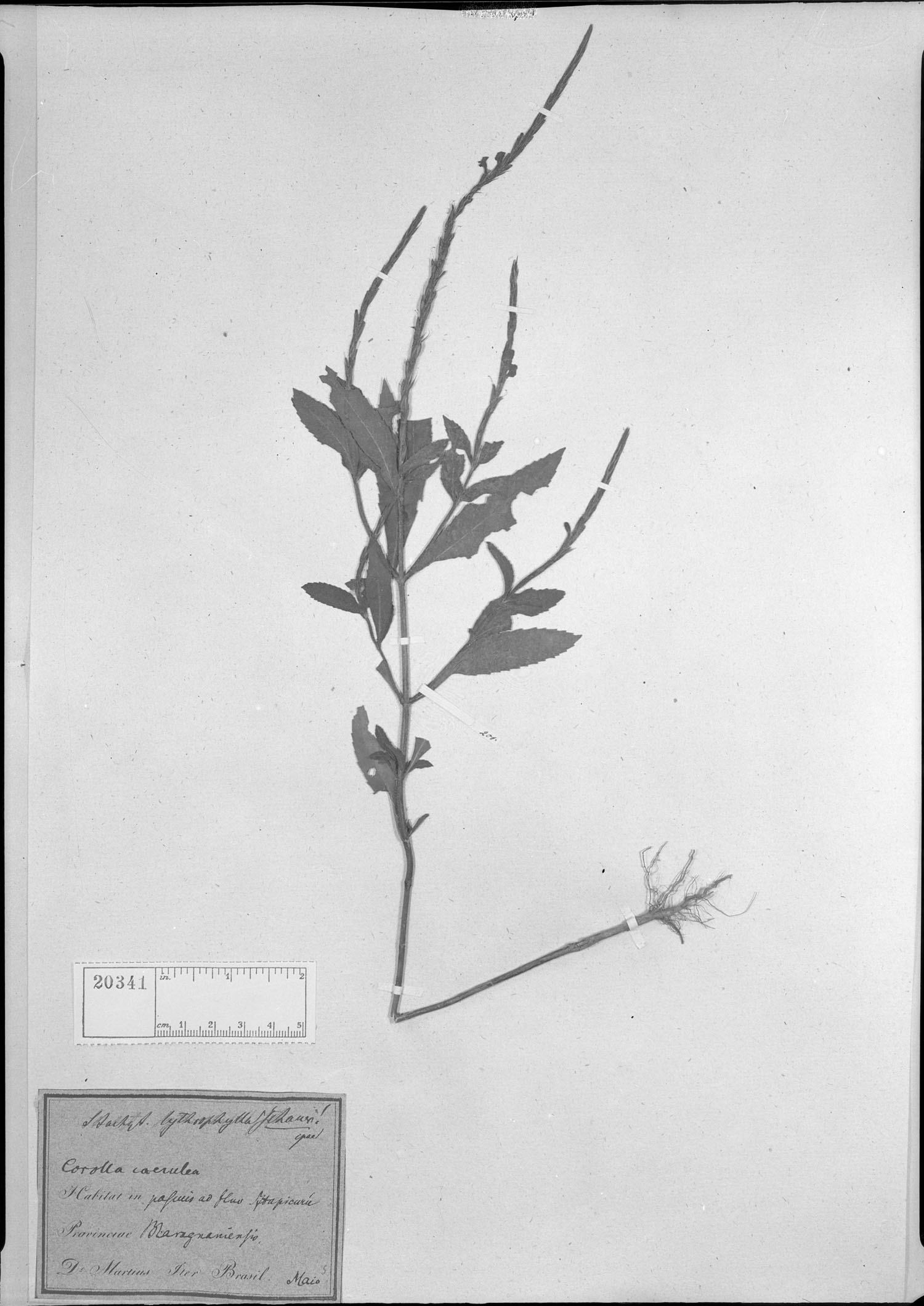 Stachytarpheta lythrophylla image