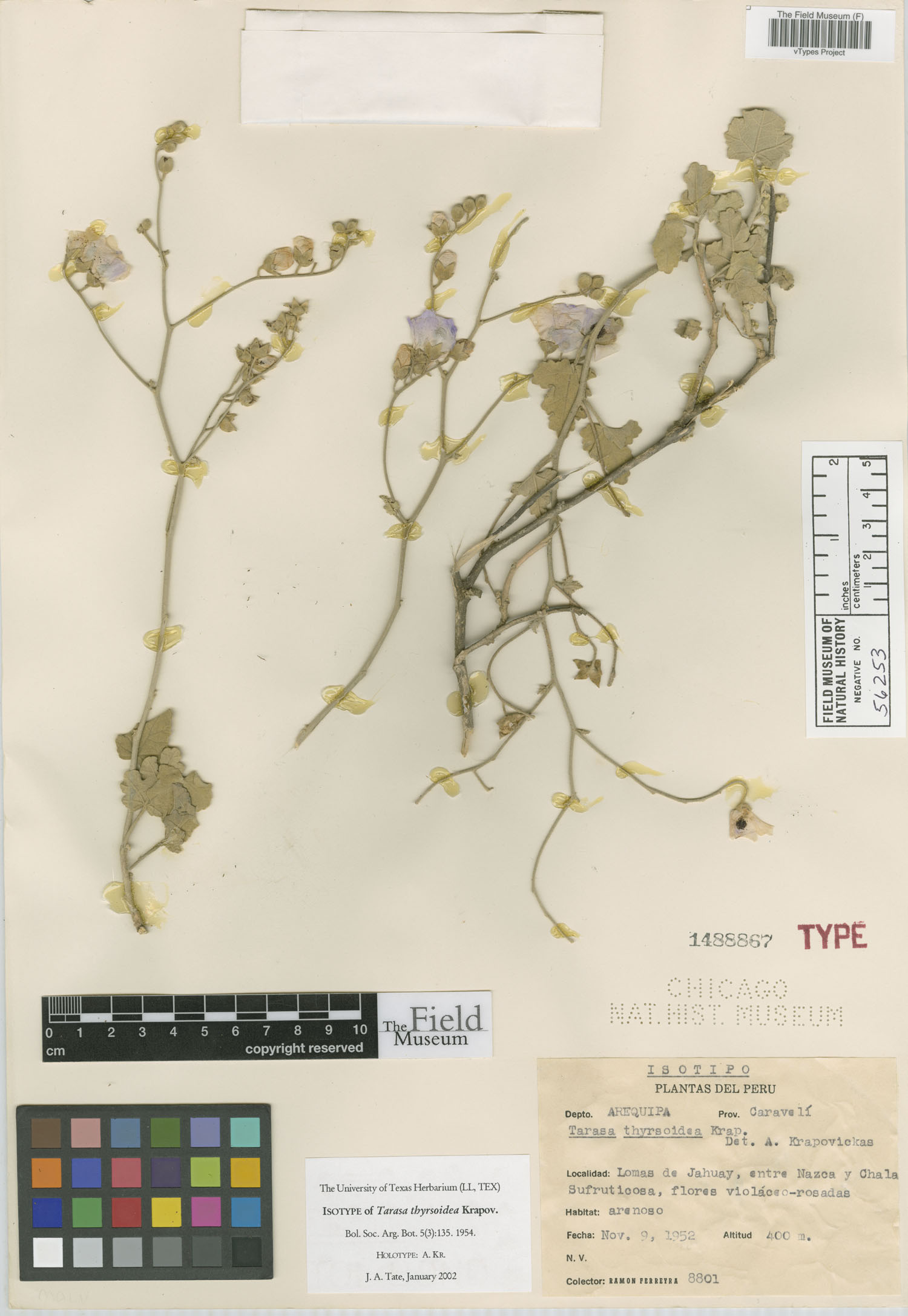 Tarasa thyrsoidea image