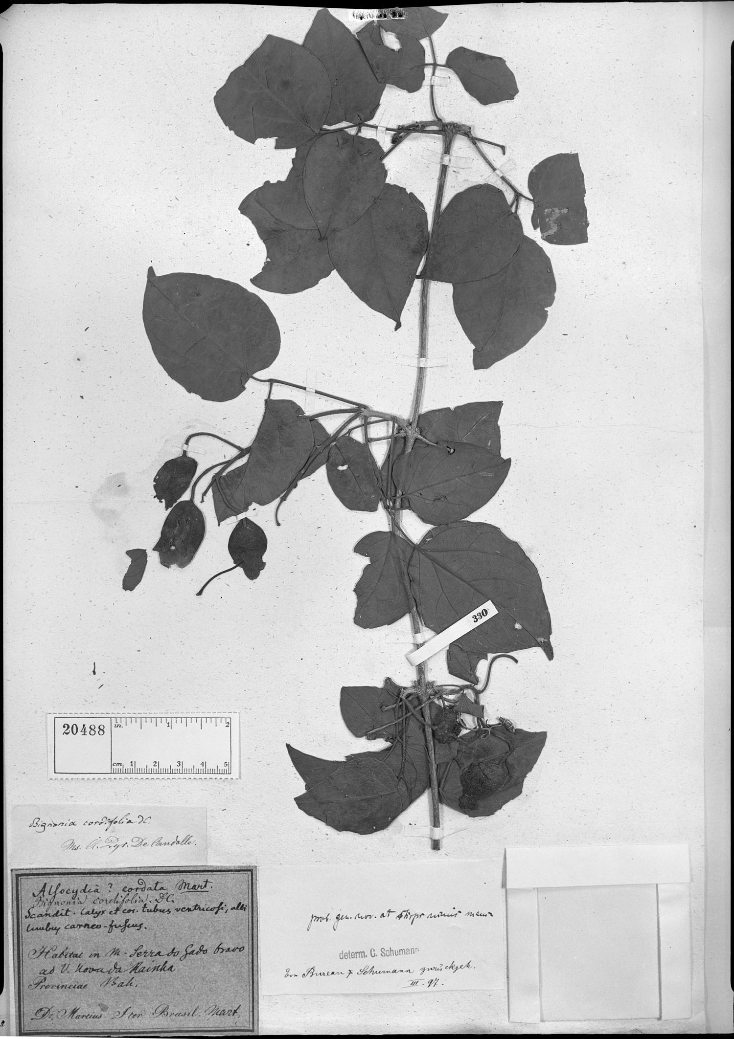 Manaosella cordifolia image