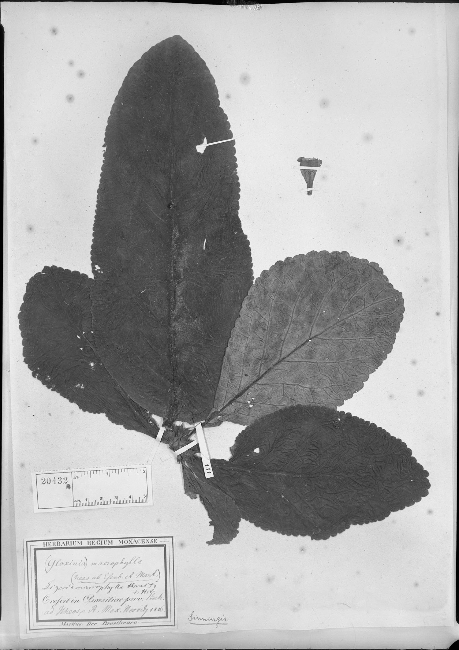 Sinningia macrophylla image