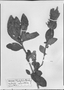 Lepidagathis montana image