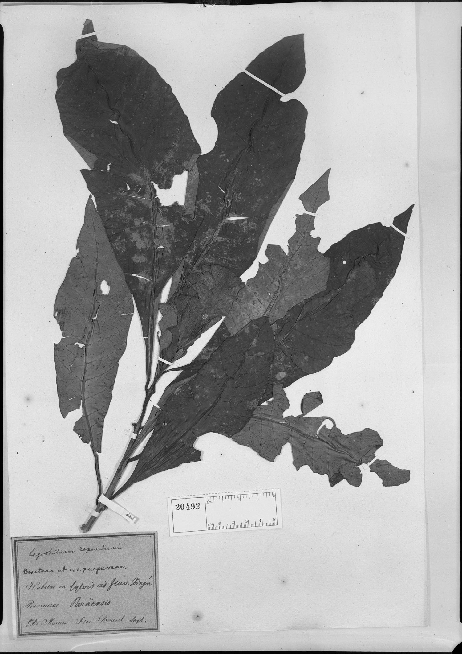 Lepidagathis laxifolia image