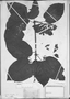 Lundia densiflora image