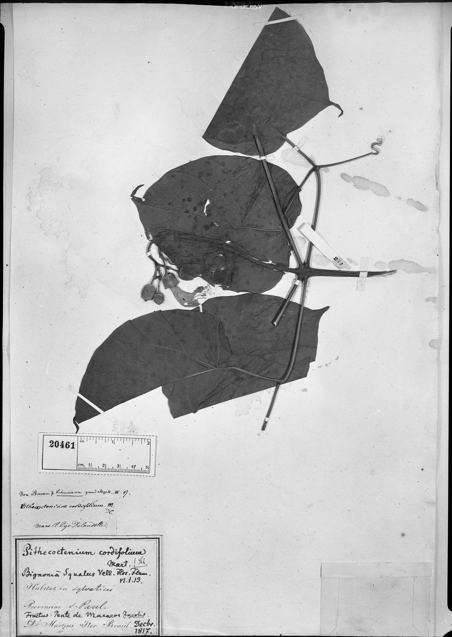 Pithecoctenium cordifolium image