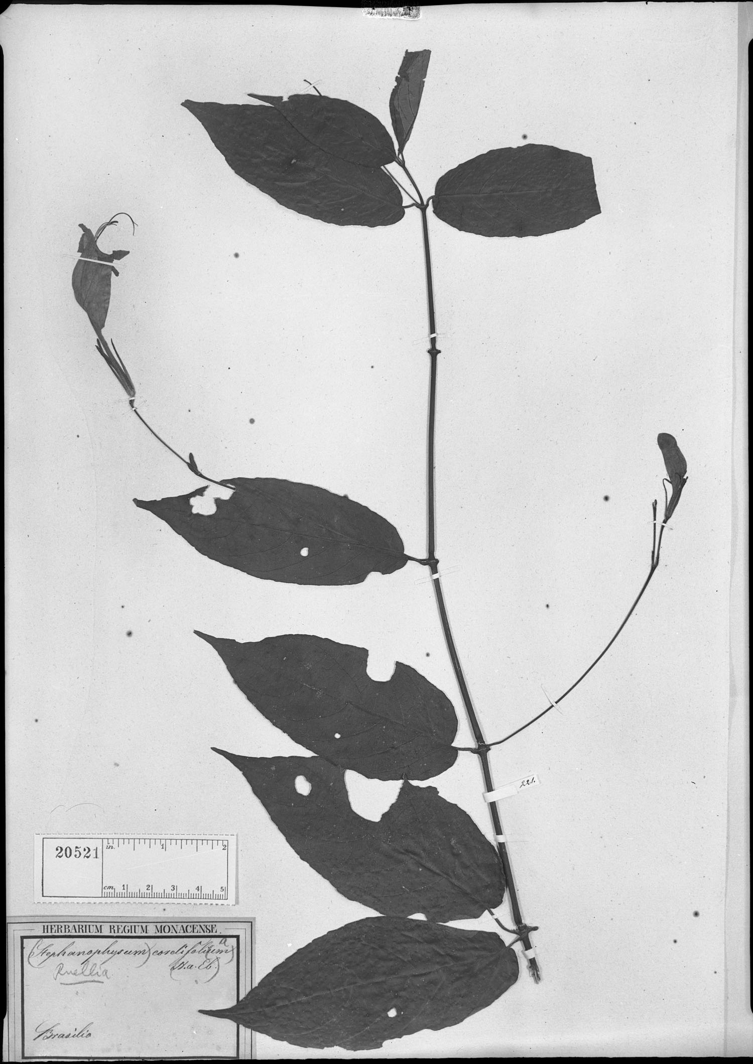 Ruellia cordifolia image