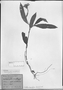 Ruellia curviflora image