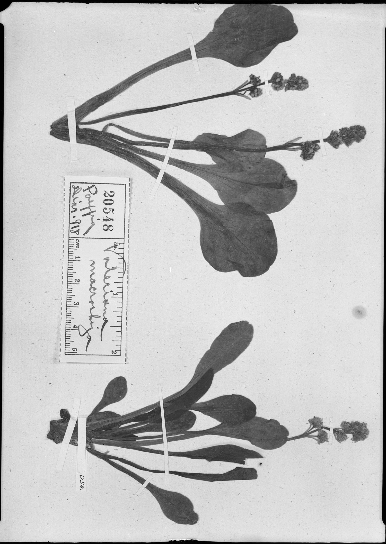 Valeriana macrorhiza image