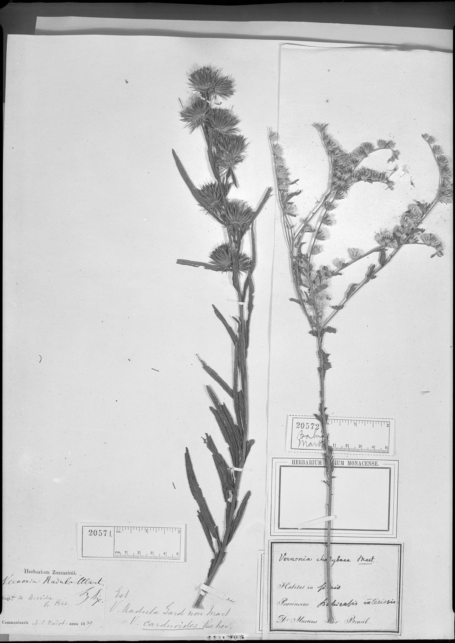 Lessingianthus carduoides image