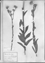 Lessingianthus durus image