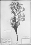 Lepidaploa rufogrisea image