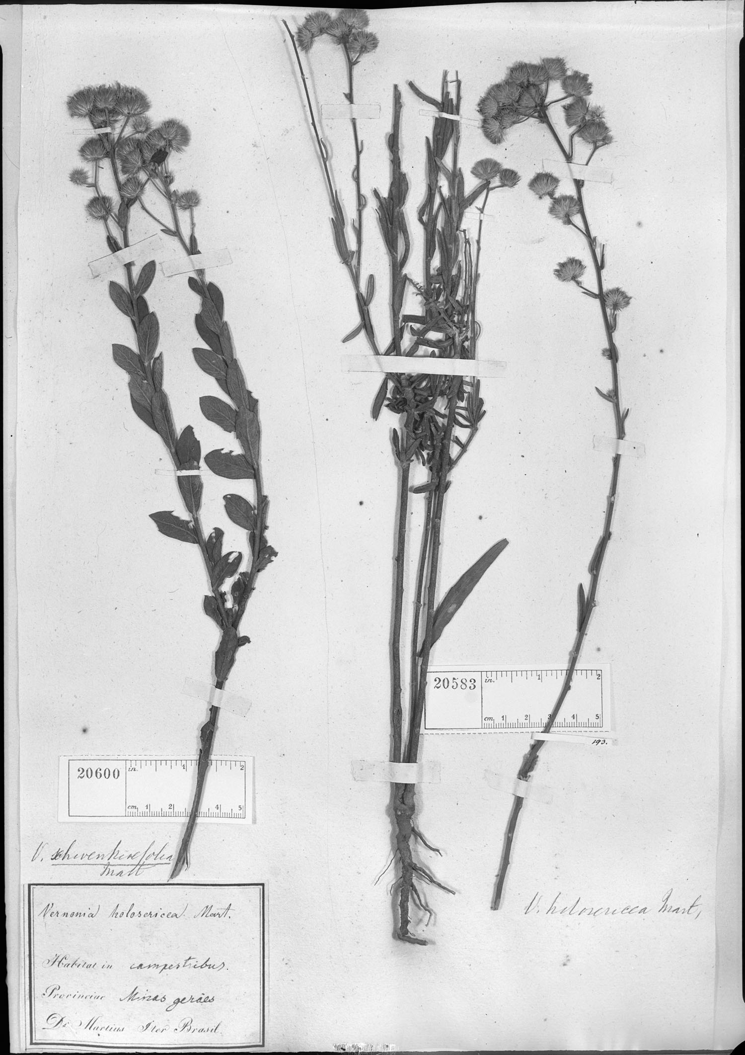 Echinocoryne holosericea image