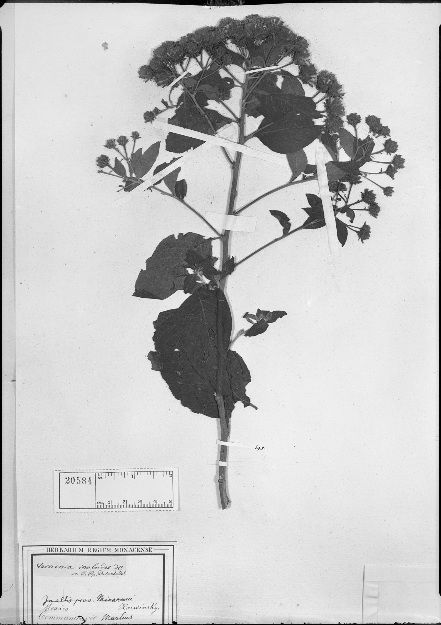 Vernonia karvinskiana subsp. inuloides image