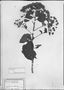 Vernonia karvinskiana image